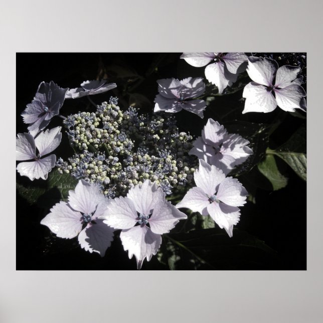 Poster Hydrangeas (Frente)