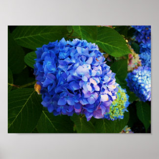 Pôster Hydrangeas