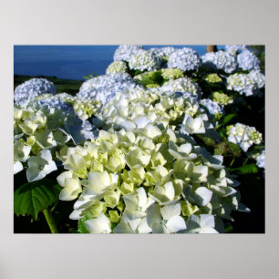 Pôster Hydrangeas