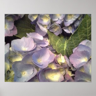 Poster Hydrangeas azuis