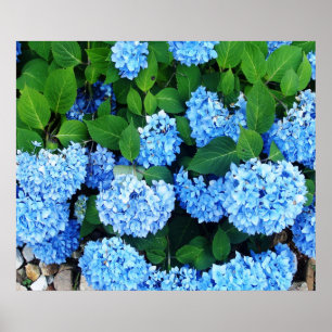 Pôster Hydrangeas azuis bonitos