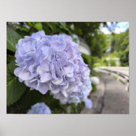 Poster Hydrangeas by the Roadside – Nature Photography