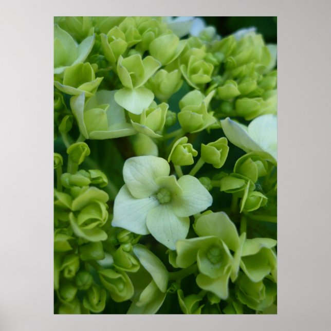 Poster Hydrangeas em Verde (Frente)