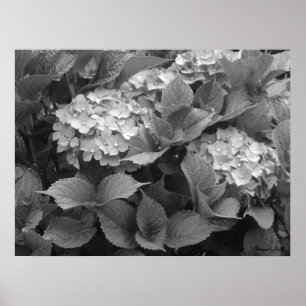 Poster Hydrangeas Pretas e Brancas