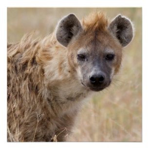 Pôster Hyena