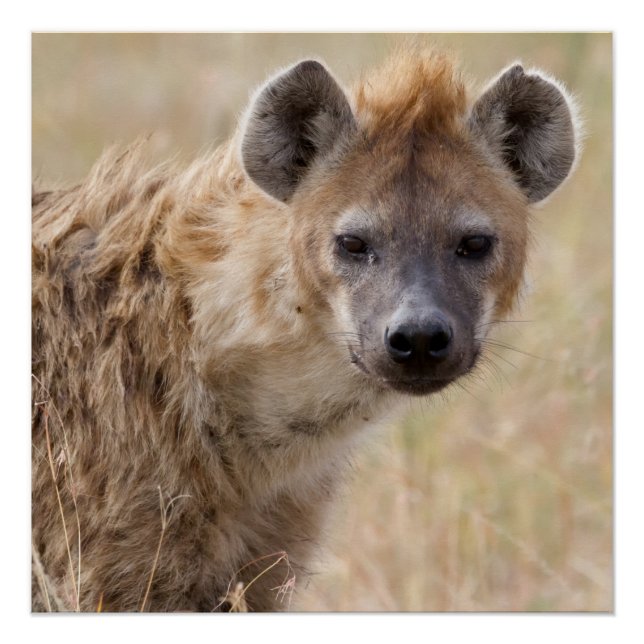 Pôster Hyena (Frente)