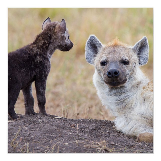 Pôster Hyena com uma jovem (Frente)