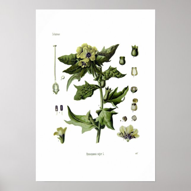 Poster Hyoscyamus niger (Henbane Negro) (Frente)