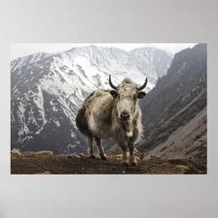 Pôster Iaques em Nepal