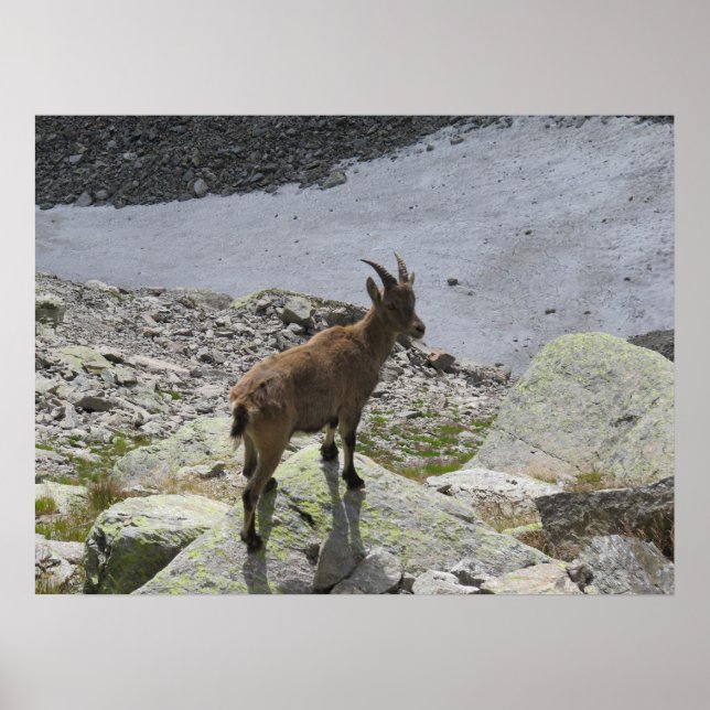 Poster Ibex Chamonix French Alps (Frente)