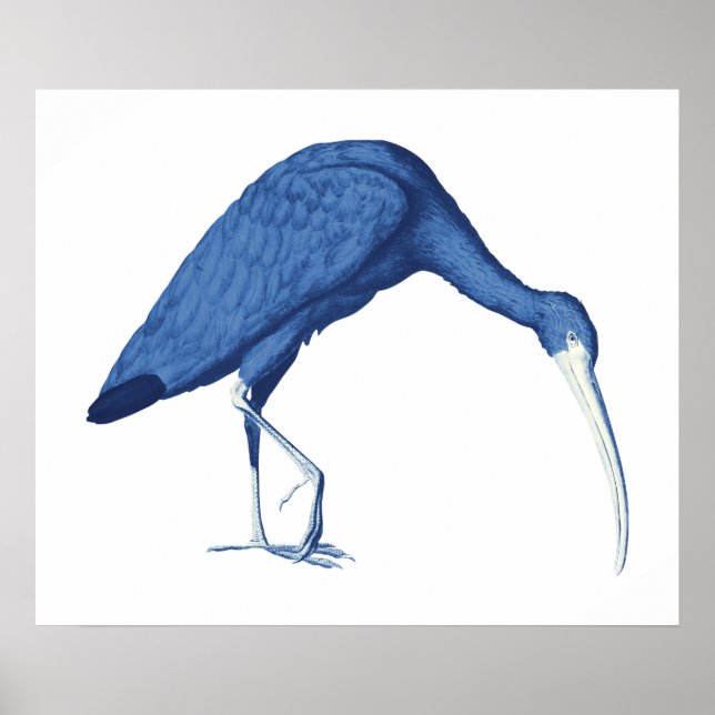 Poster Ibis Blue Vintage (Frente)