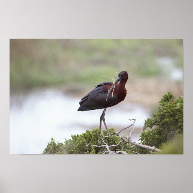 Poster Ibis brilhante (Frente)