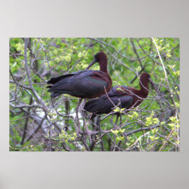 Poster Ibis brilhante