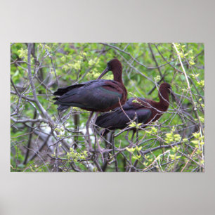 Poster Ibis brilhante