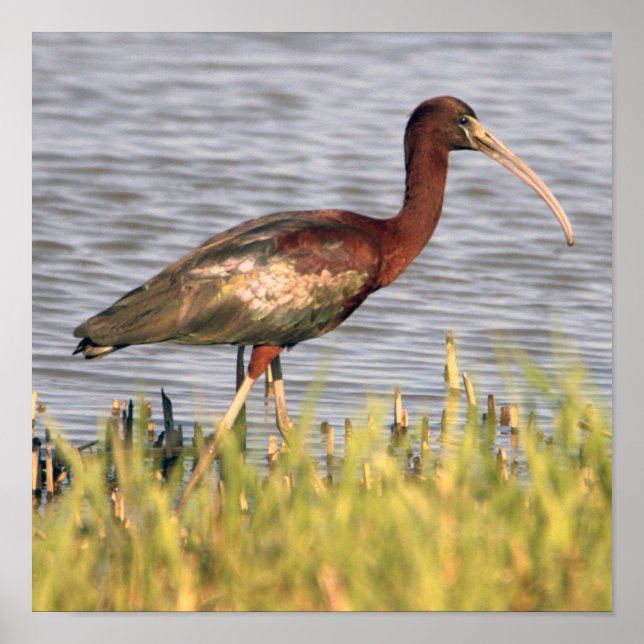 Poster Ibis brilhante (Frente)