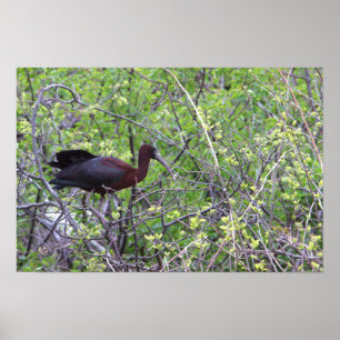 Poster Ibis brilhante