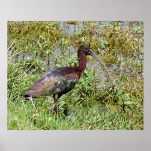 Pôster Ibis brilhante