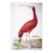 Ibis Rouge - Aves do Brasil