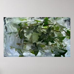 Poster Ice Ivy
