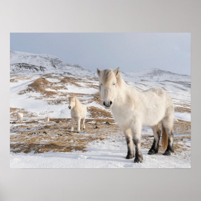 Poster Icelandic Horse | Blonduos, Iceland (Frente)