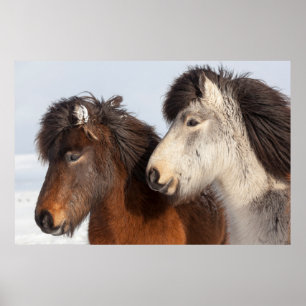 Poster Icelandic Horse profile, Iceland