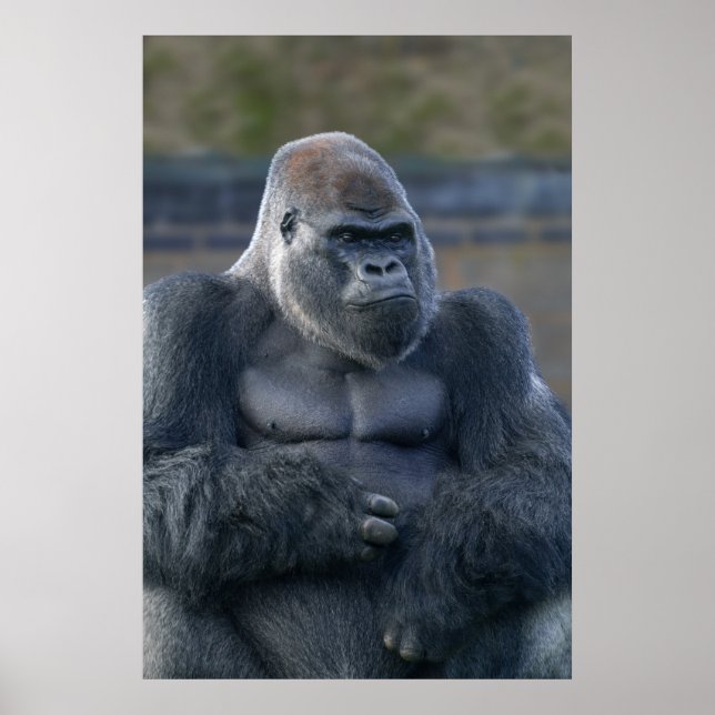 Poster Iconic Silverback Oumbi (Frente)