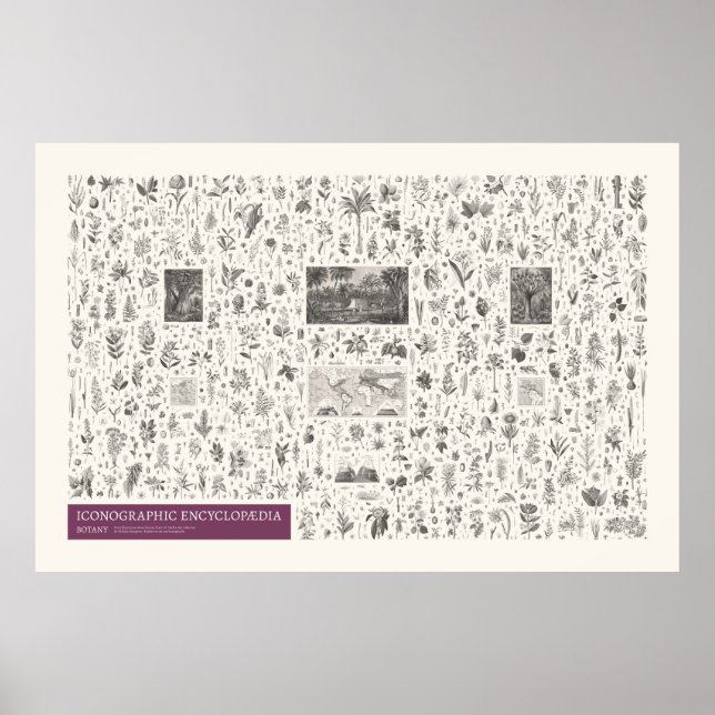 Poster Iconografia - Botânica (Frente)