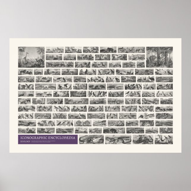 Poster Iconografia - Cenas de Zoologia (Frente)