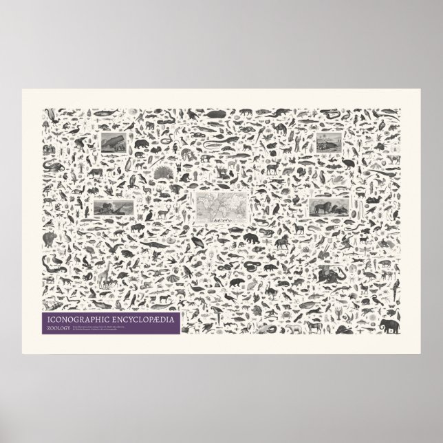 Poster Iconografia - Figuras de Zoologia (Frente)