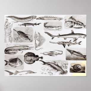 Poster Ictiologias Elasmobranch, Ganoid