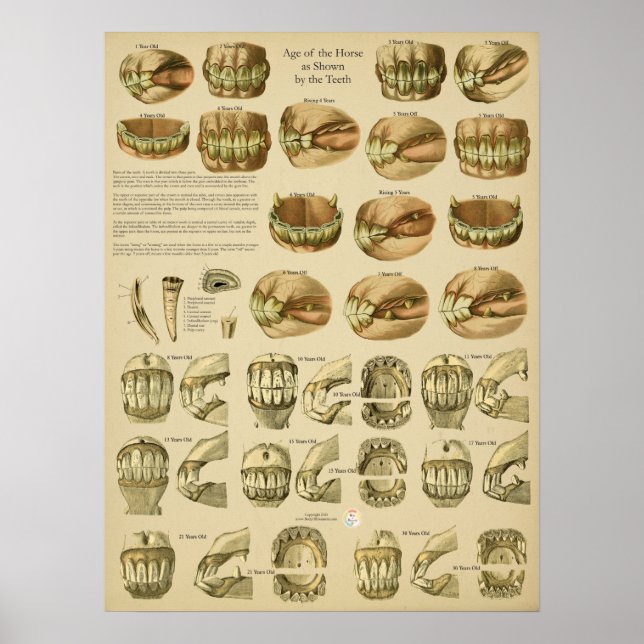Poster Idade Dental dos Dentes de Cavalo (Frente)