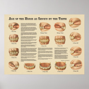 Pôster Idade do cavalo mostrado pela carta dos dentes