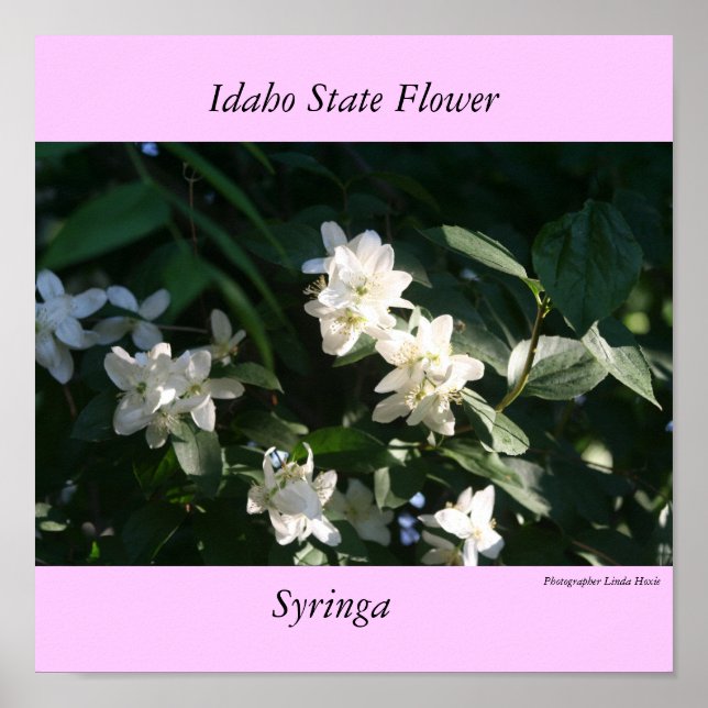 Poster Idaho State Flower, Syringa (Frente)