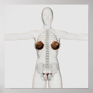 Pôster ideia 3D do sistema reprodutivo fêmea