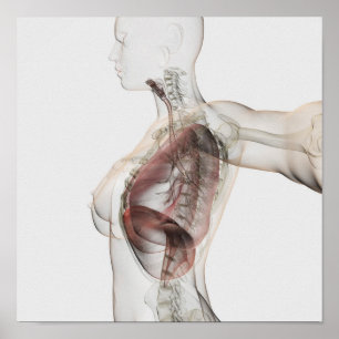 Pôster ideia 3D do sistema respiratório fêmea 2