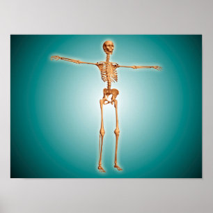 Pôster Ideia de perspectiva do sistema esqueletal humano