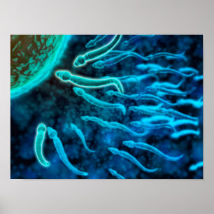 Pôster Ideia microscópica da natação do esperma para o