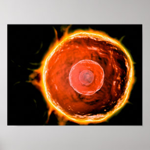 Poster Ideia microscópica das B-Pilhas humanas 3
