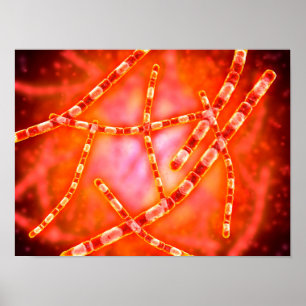 Poster Ideia microscópica do antraz 1