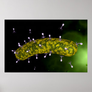 Pôster Ideia microscópica do ataque do bacteriófago