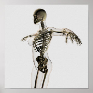 Pôster Ideia tridimensional do sistema esqueletal fêmea