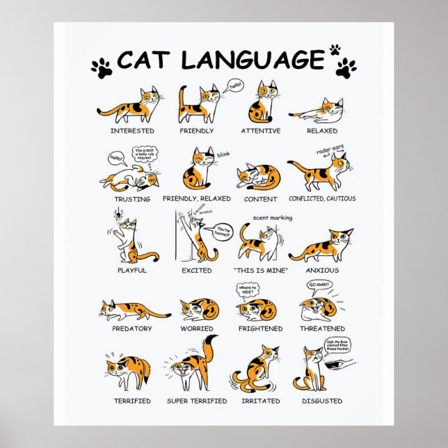 Poster Idioma de Gato, Gatinho Gato Engraçado, Ideia de G (Frente)