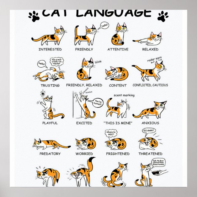 Poster Idioma de Gato, Gatinho Gato Engraçado, Ideia de G (Frente)