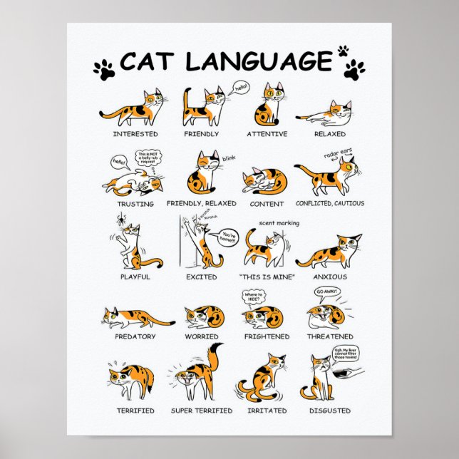 Poster Idioma de Gato, Gatinho Gato Engraçado, Ideia de G (Frente)