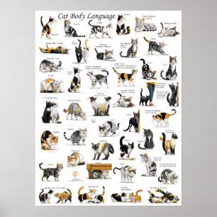 Poster Idioma do Corpo do Cat