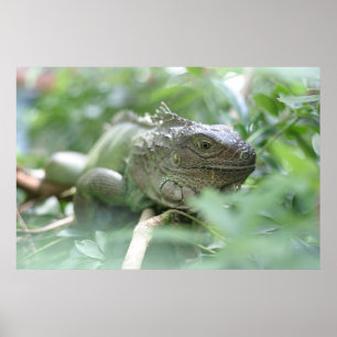 Pôster Iguana