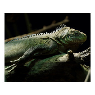 Pôster Iguana delicatissima