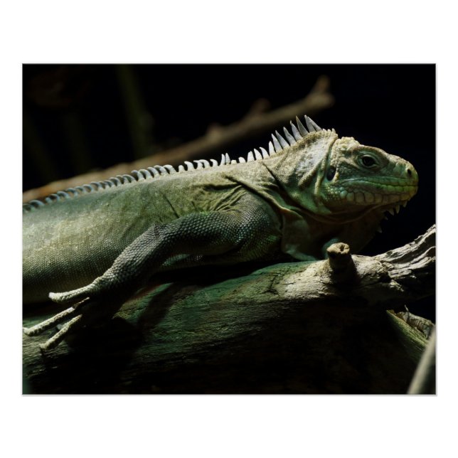 Pôster Iguana delicatissima (Frente)