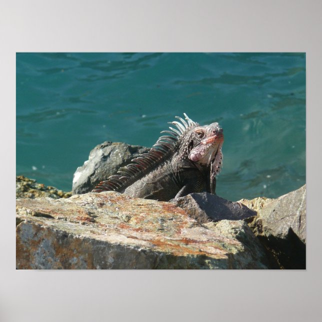Pôster Iguana em St. Thomas (Frente)