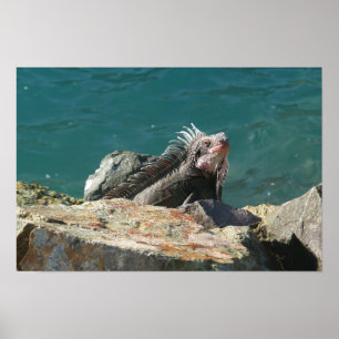 Pôster Iguana em St. Thomas
